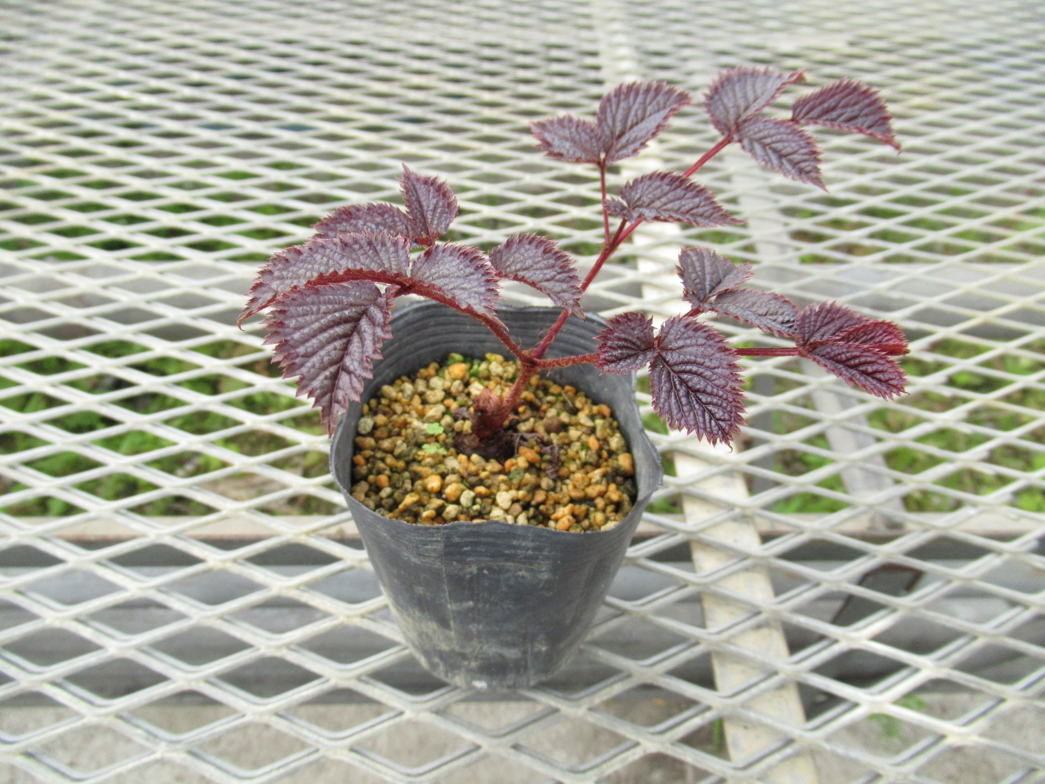 astilbe001