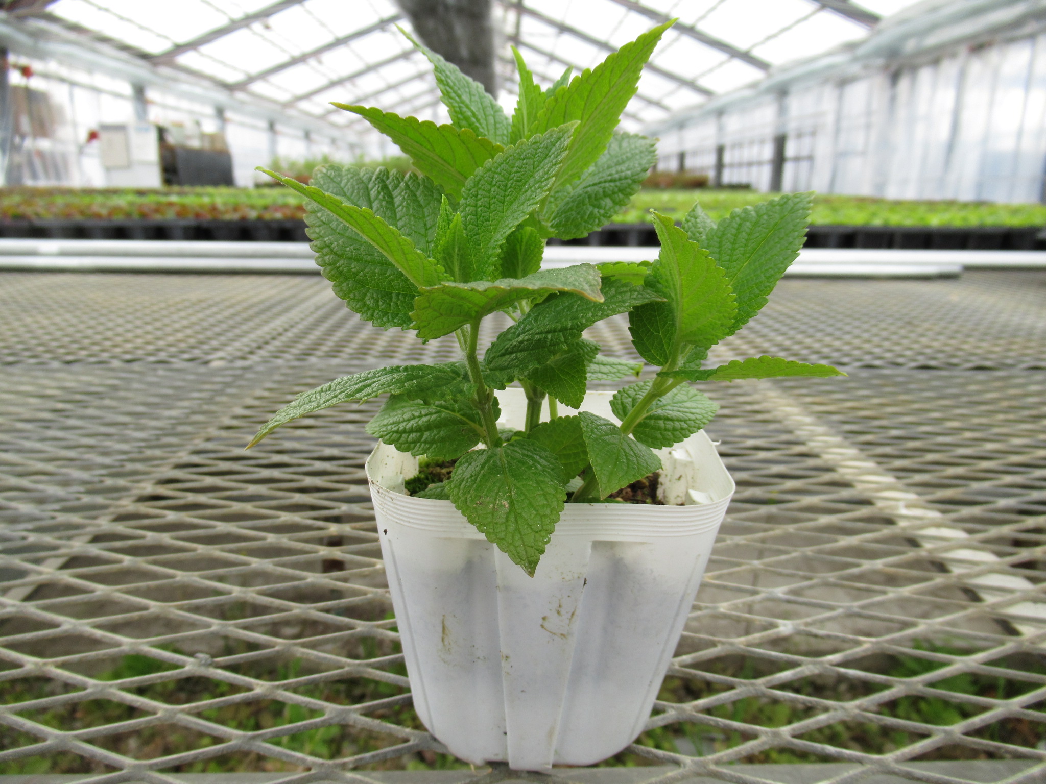 nepeta subsessilispinkdreams