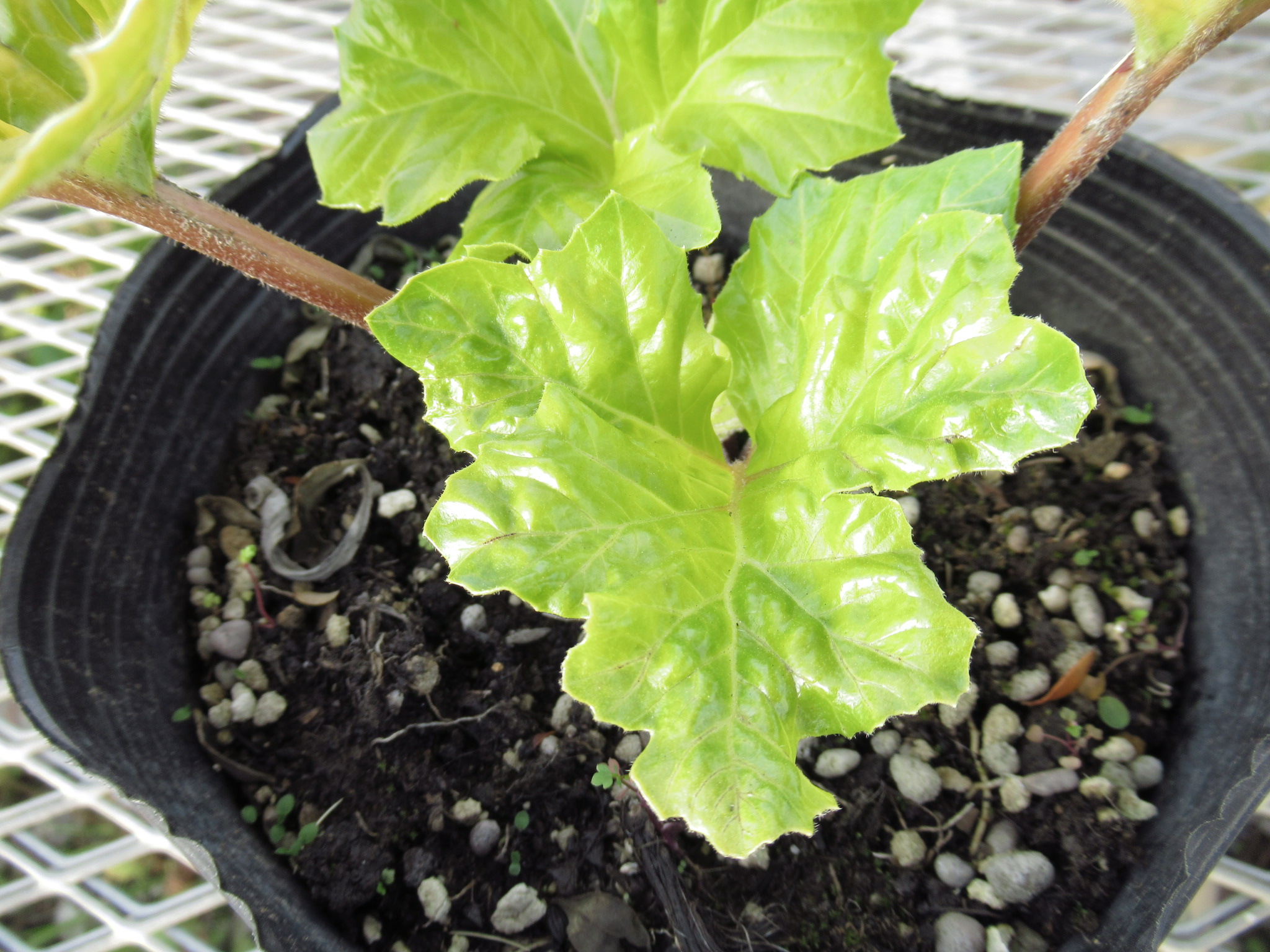 Acanthus001