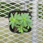 Asperula odorata