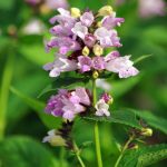 nepeta subsessilispinkdreams