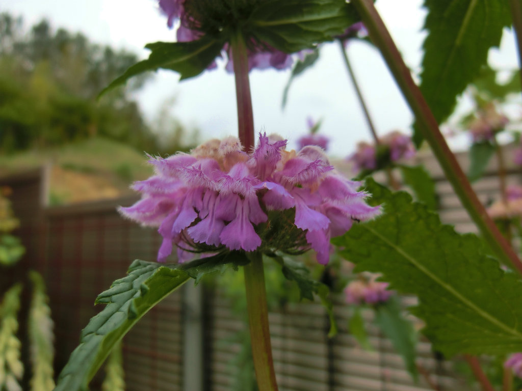 phlomis001