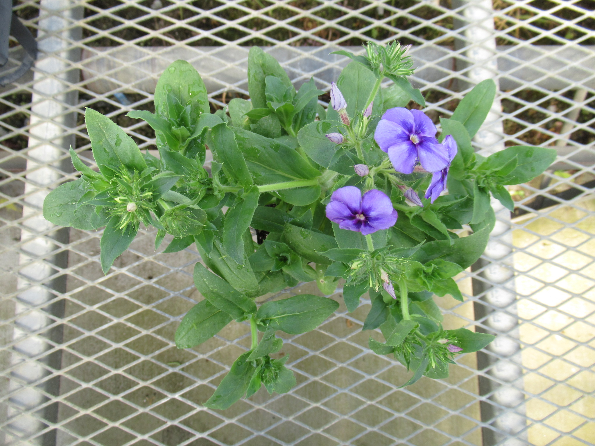 phlox001