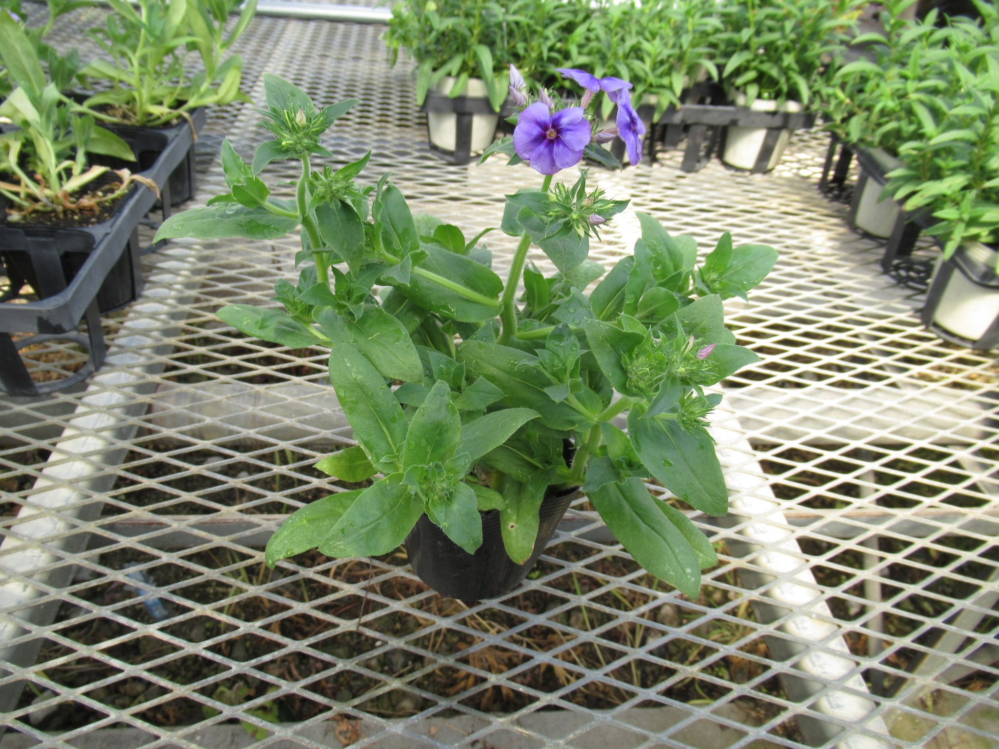 phlox001
