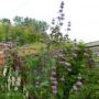 phlomis001
