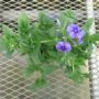 phlox001