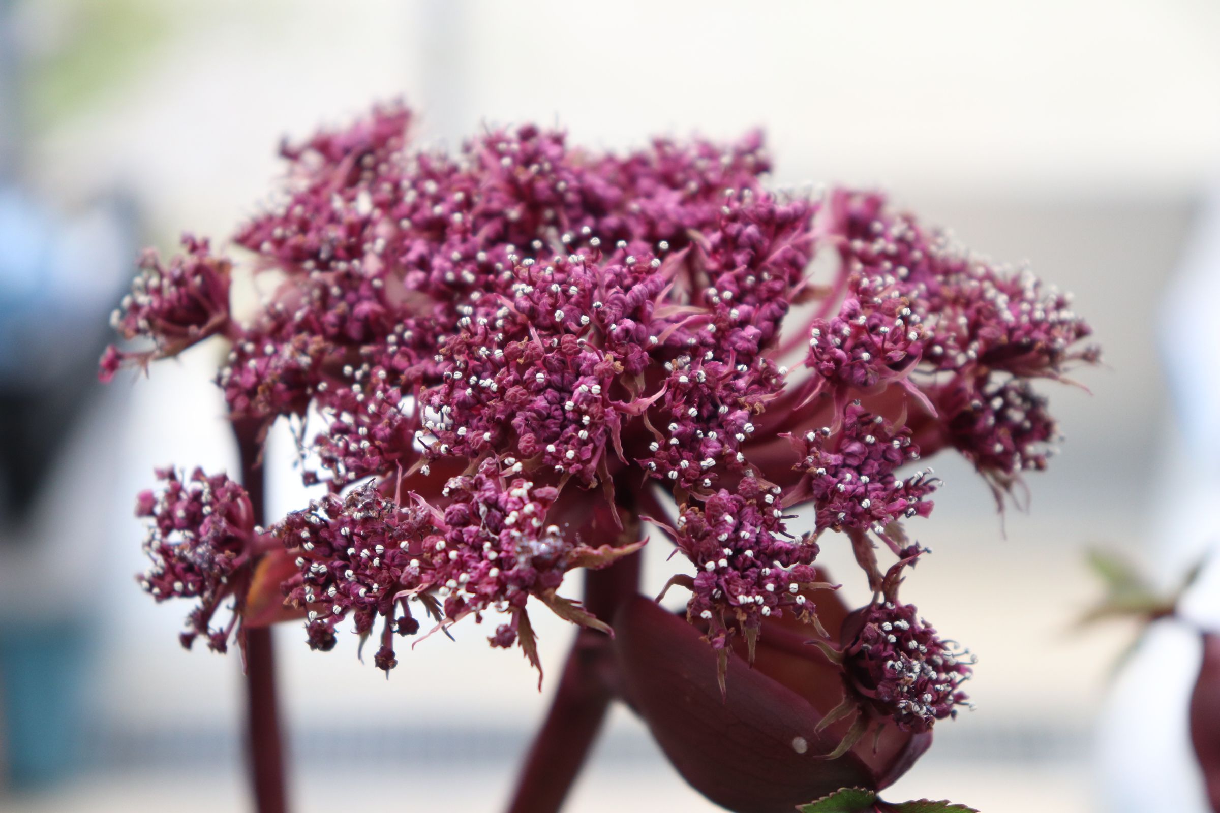 angelica002