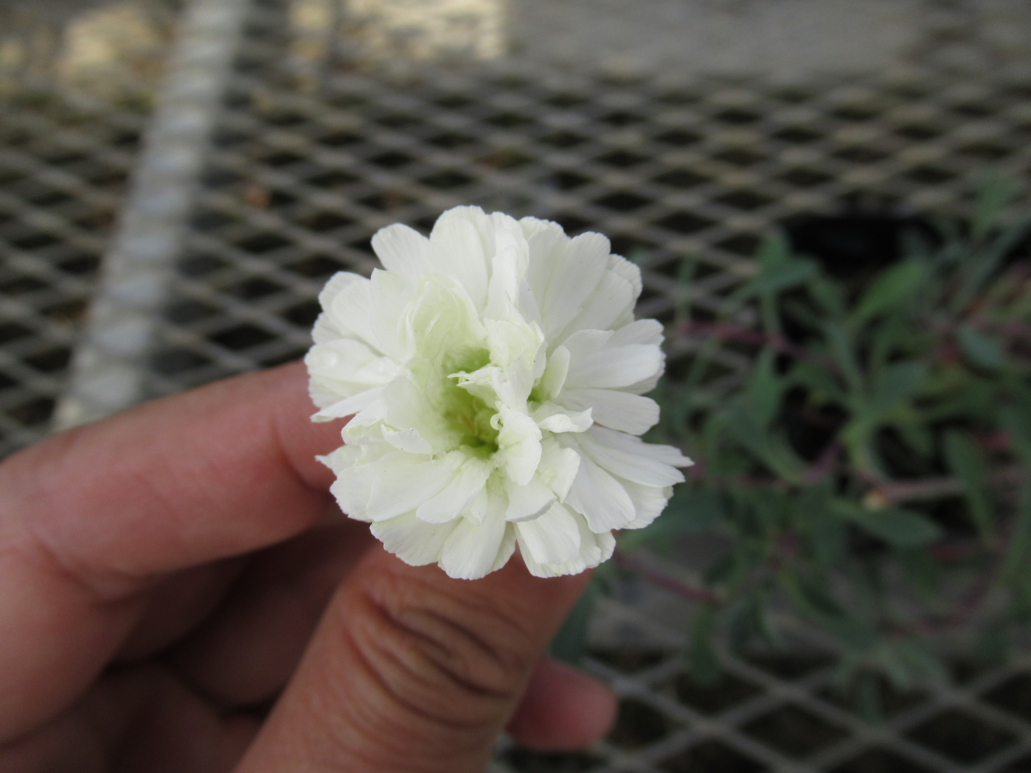 シレネ スワンレイク の花です。