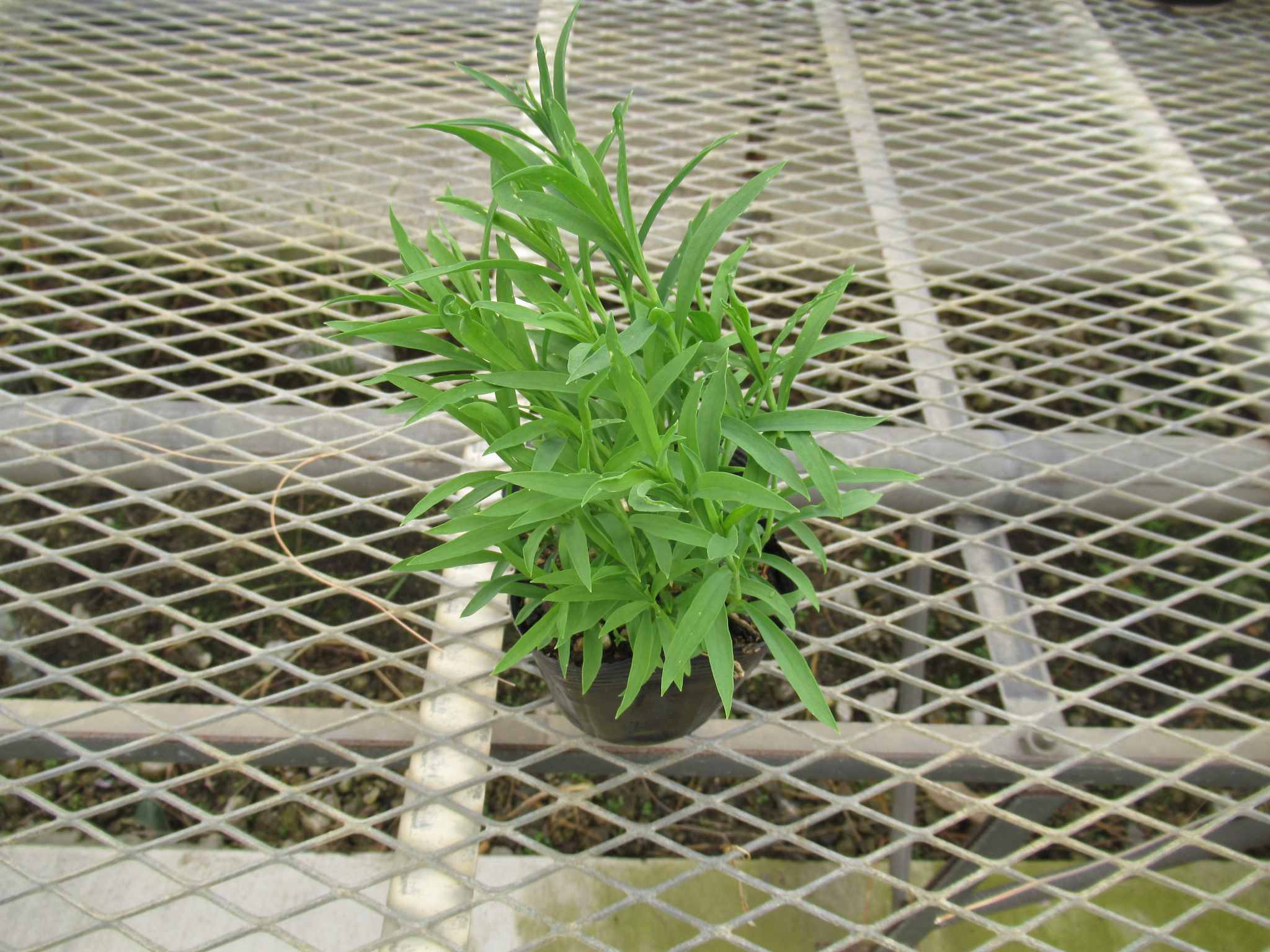 dianthus001