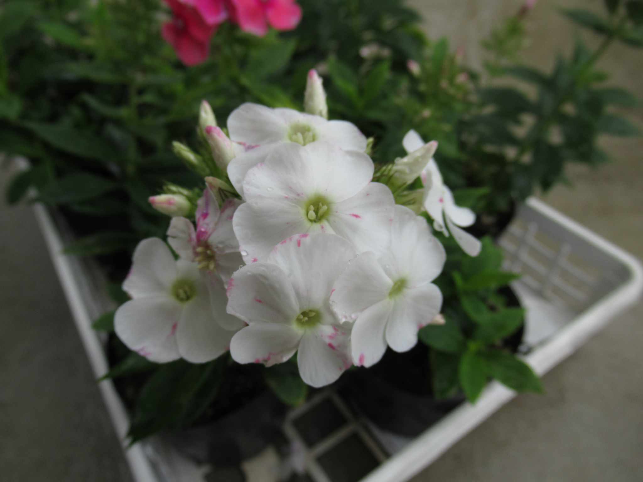 phlox pink