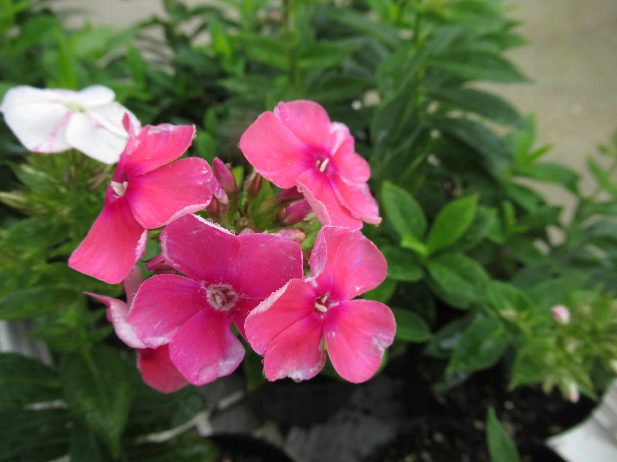 phlox pink