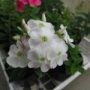 phlox pink