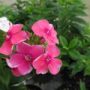 phlox pink