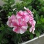 phlox pink