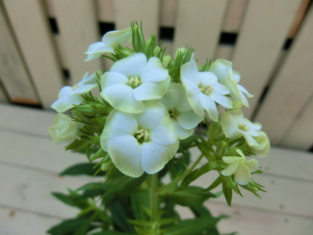 phlox003