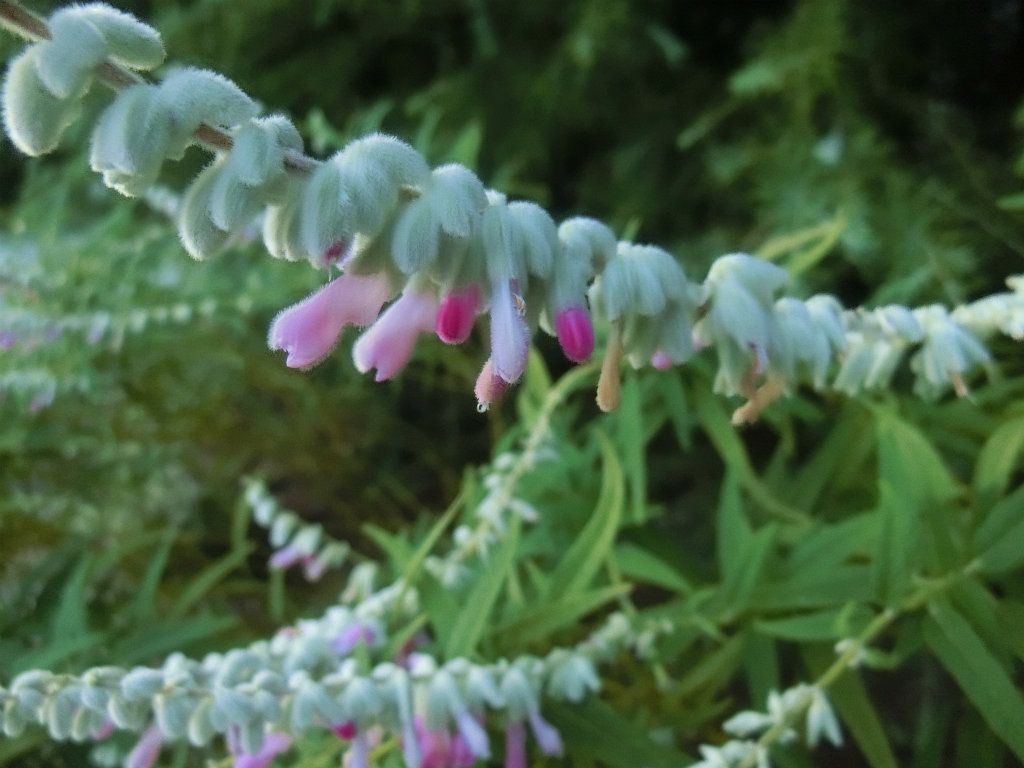 salvia007