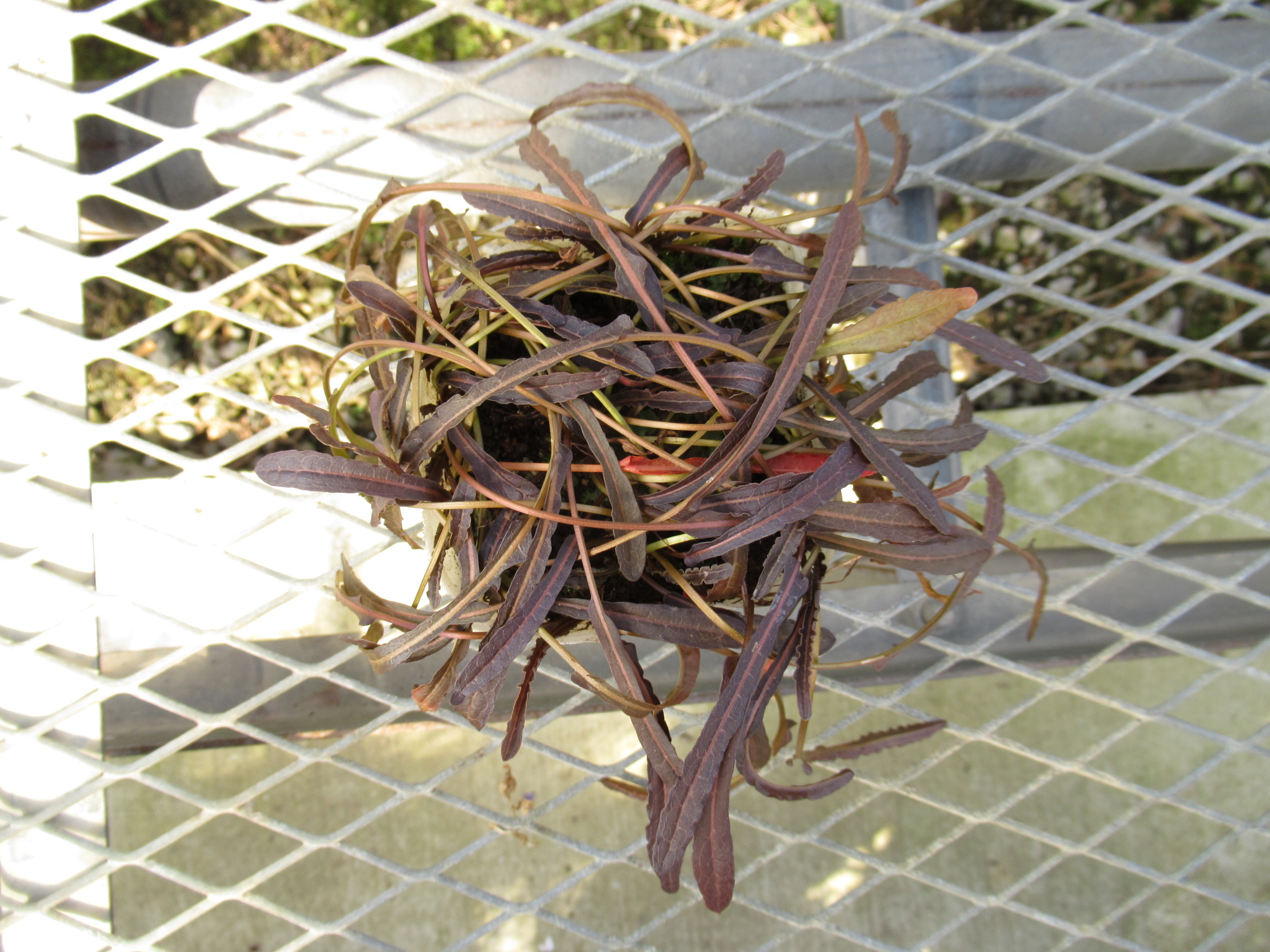 rumex001
