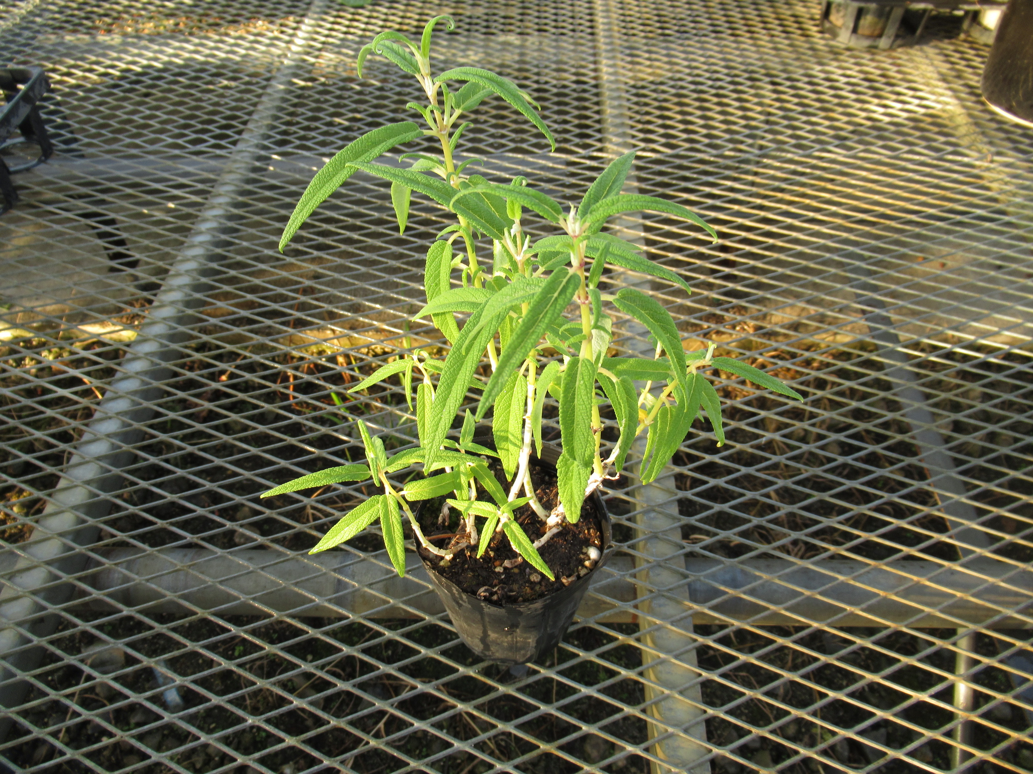 salvia007
