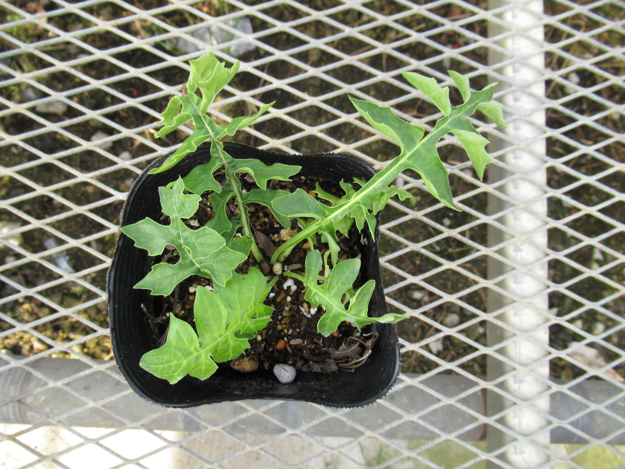 Acanthus002