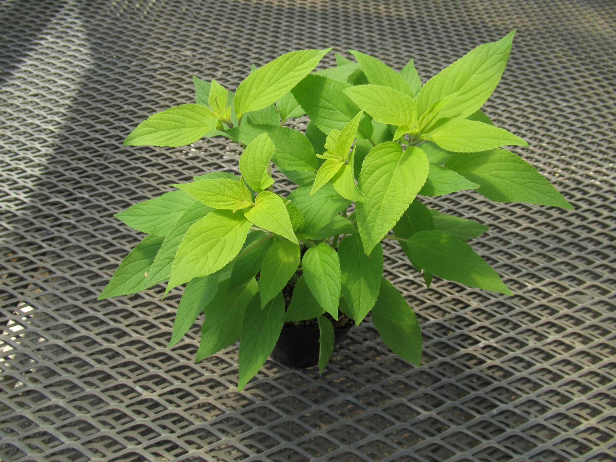 salvia008