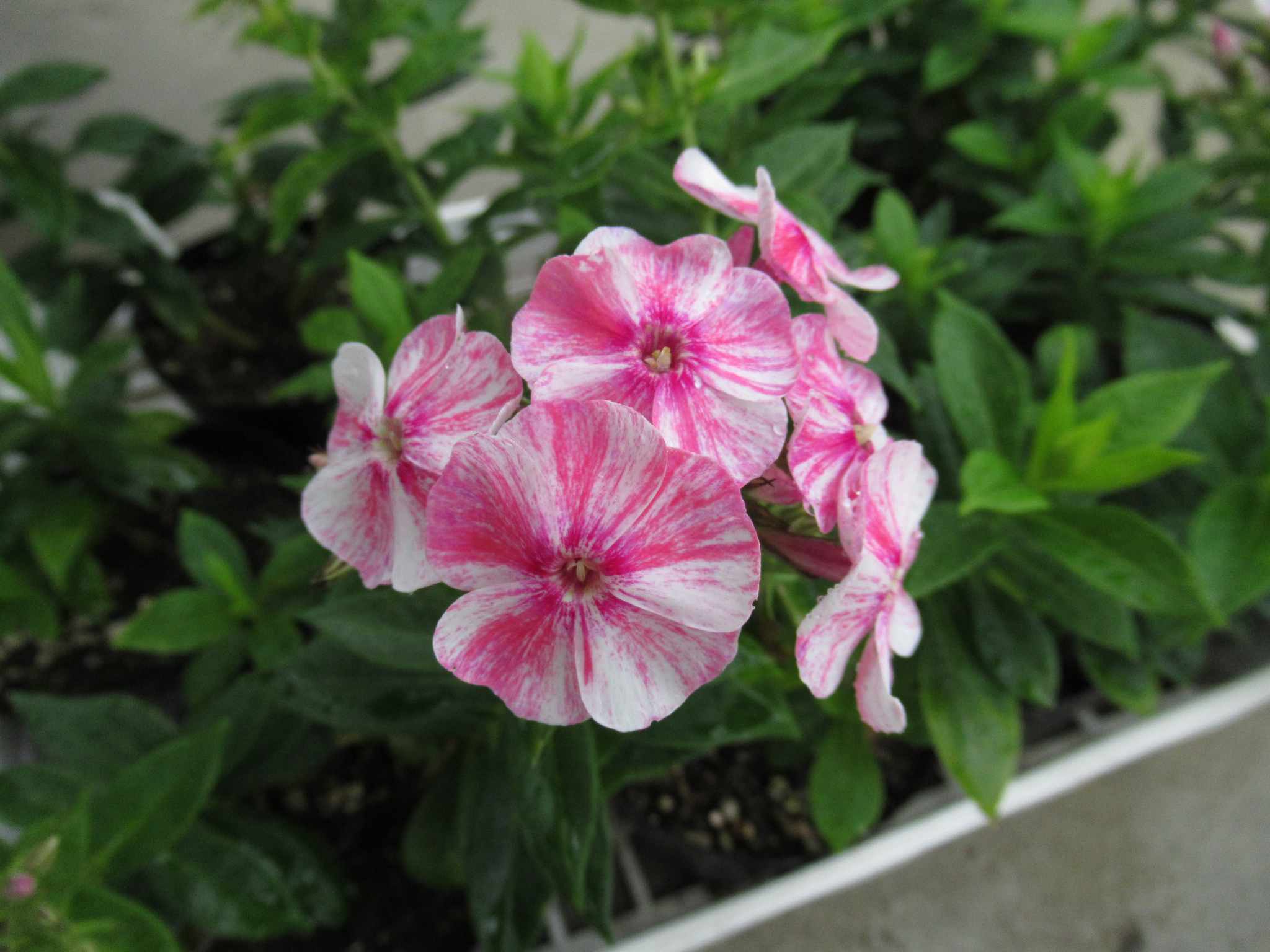 phlox pink