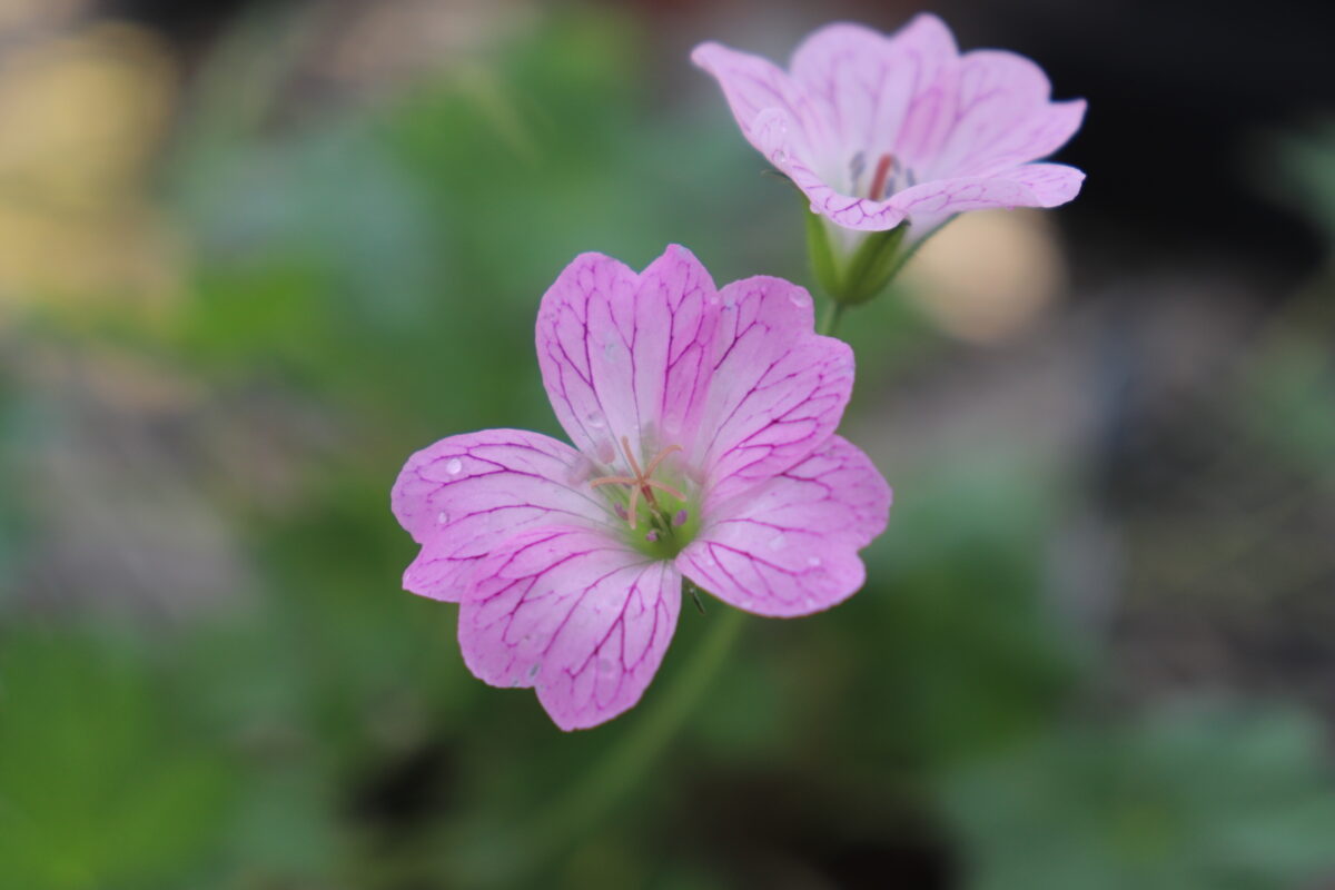 geranium007