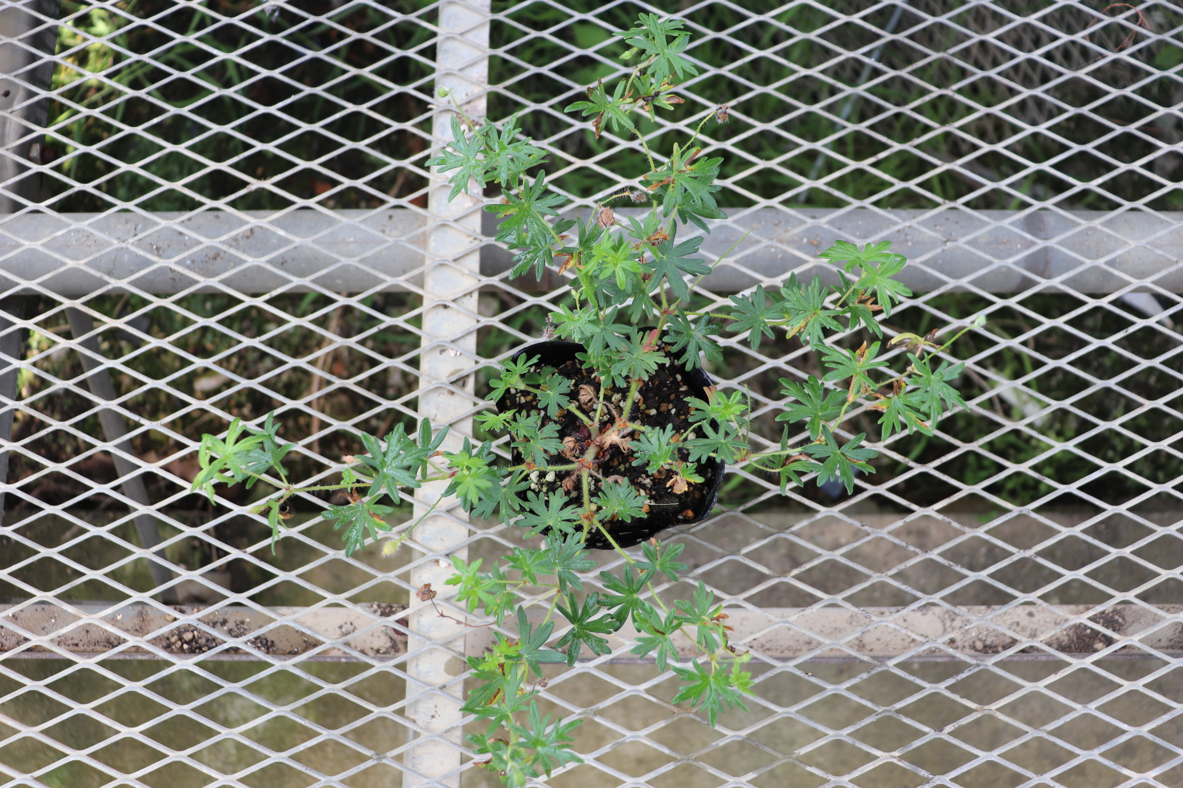 geranium017