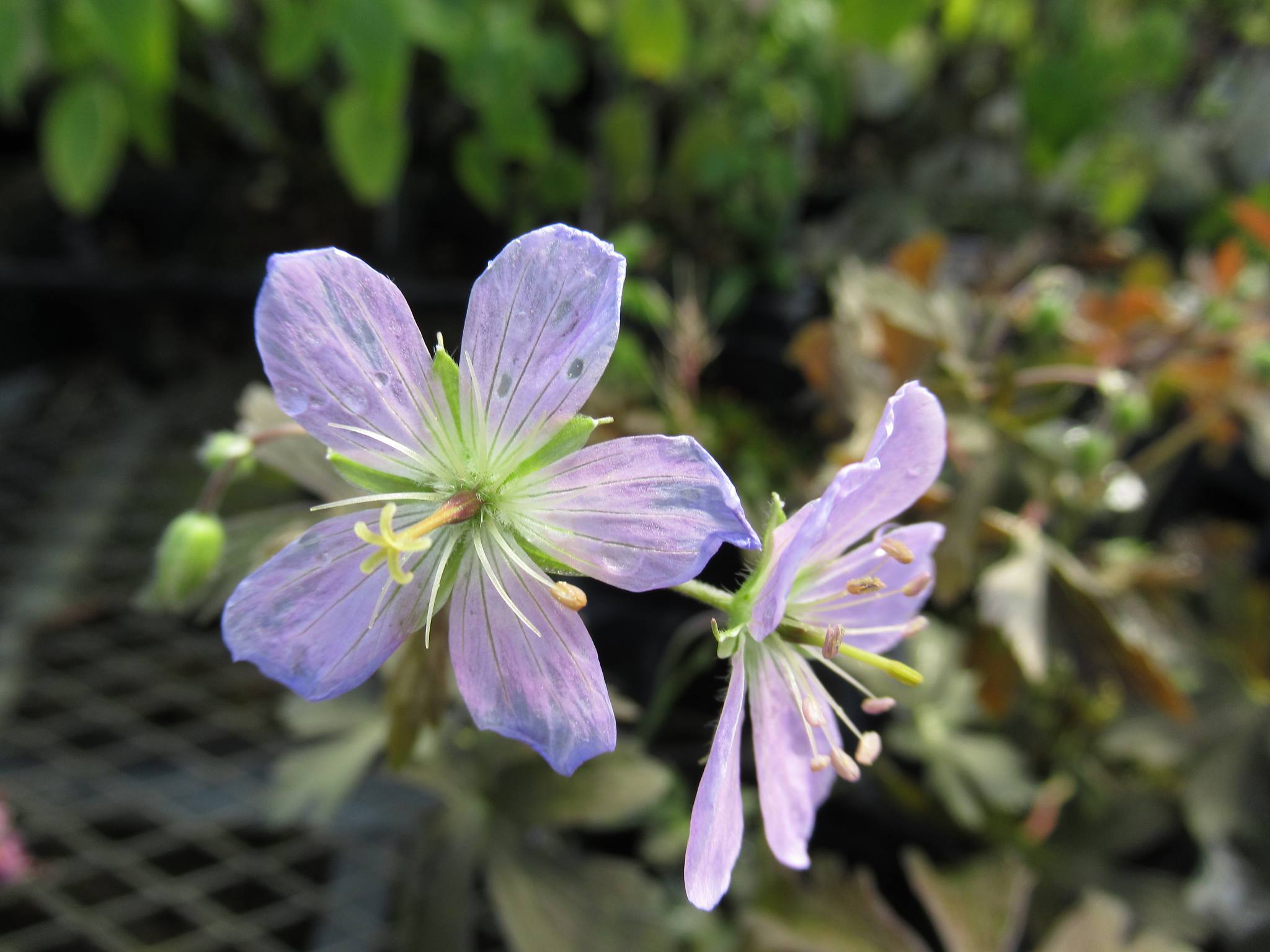 geranium005