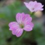 geranium007