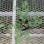 geranium017