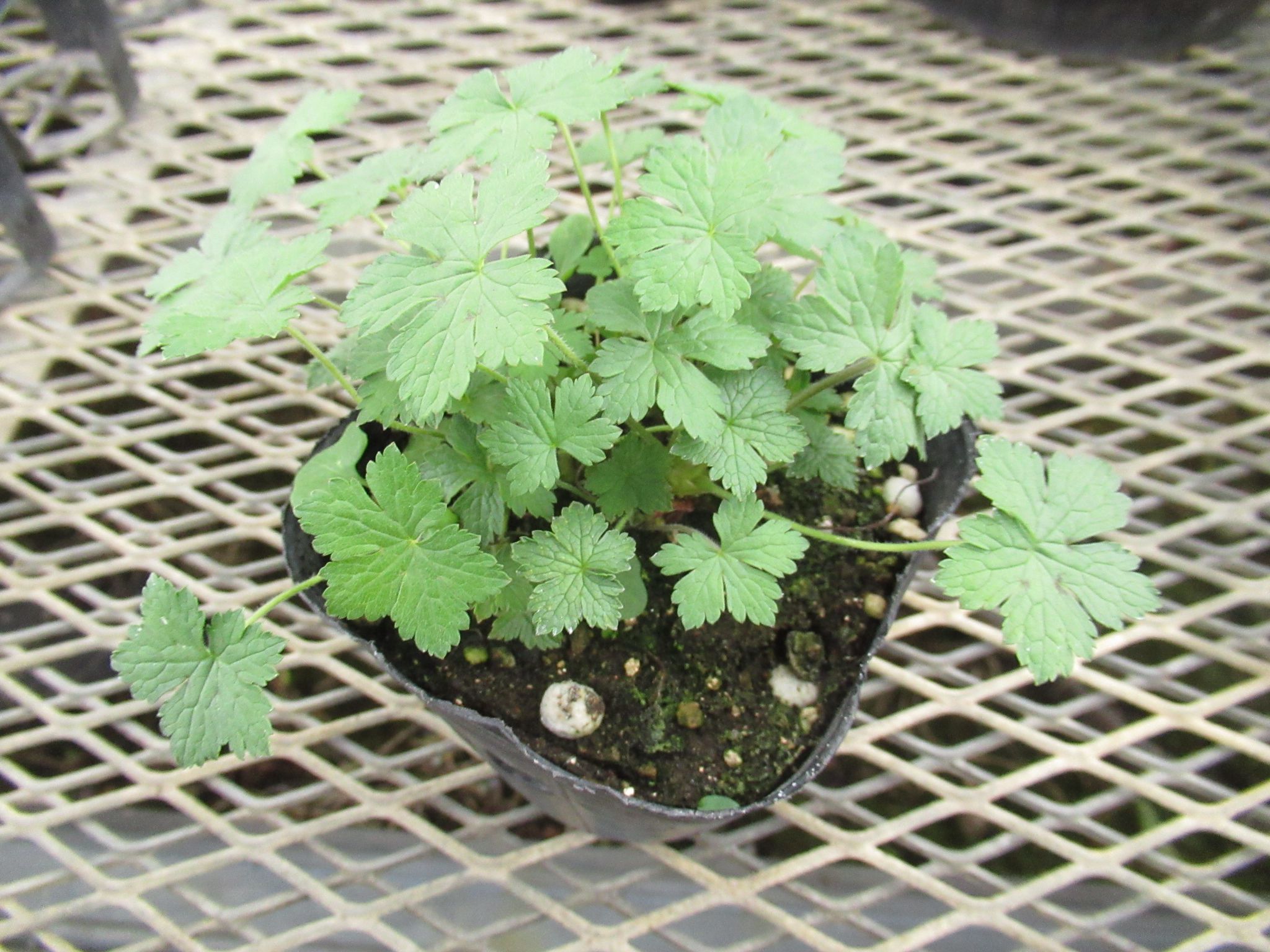 geranium007