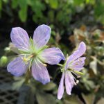 geranium005