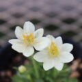 anemone027