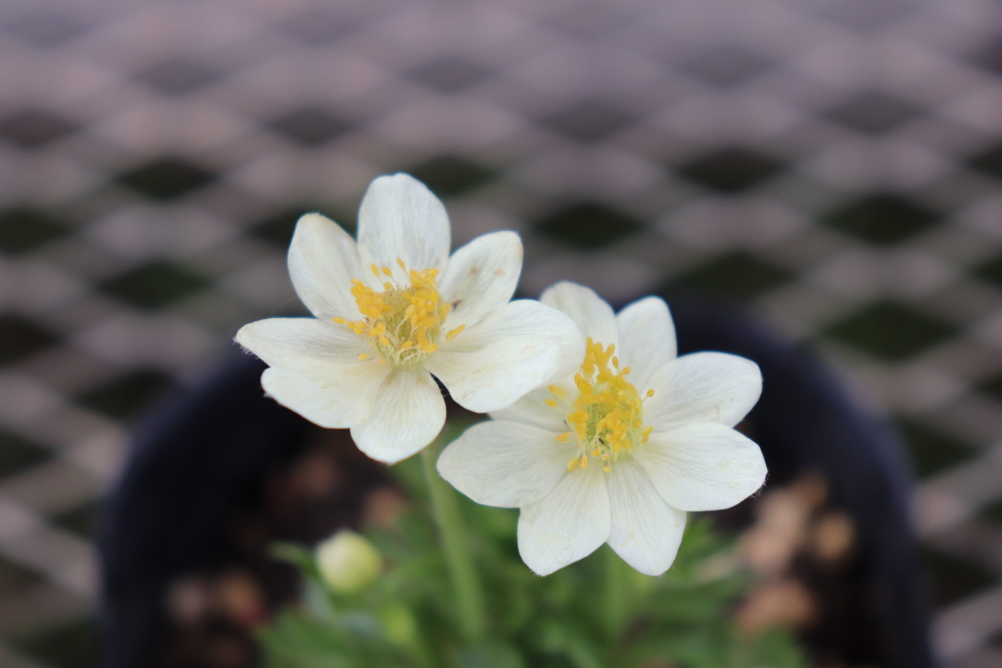 白花のアネモネ ムルチフィダ アナベラホワイトの花苗を販売しています