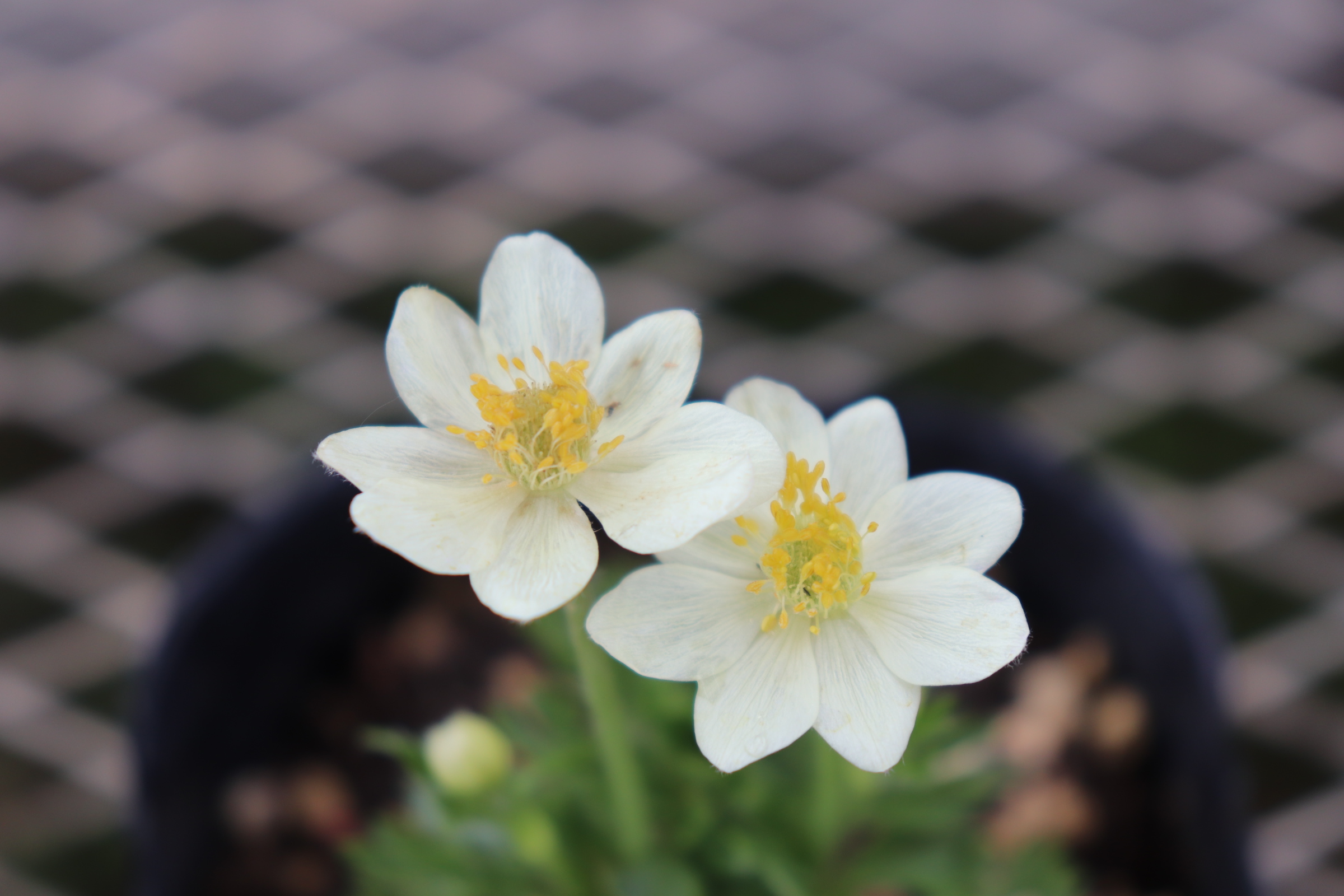 anemone027