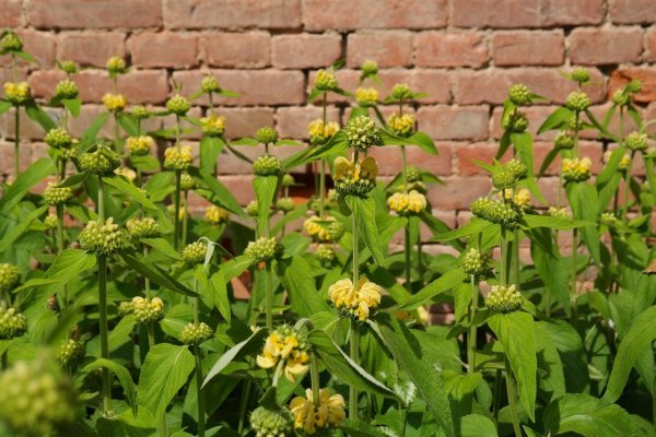 phlomis004