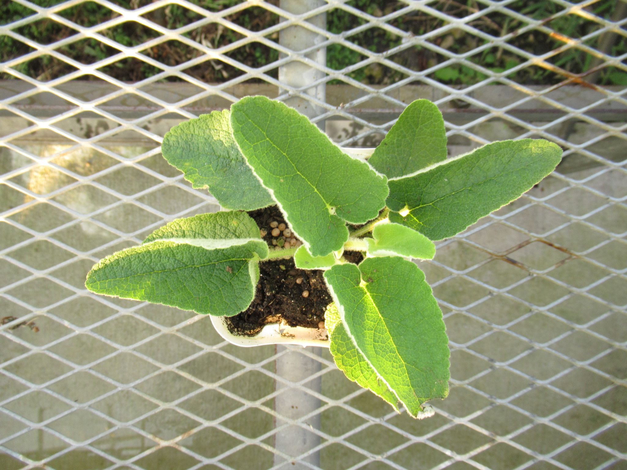 phlomis003