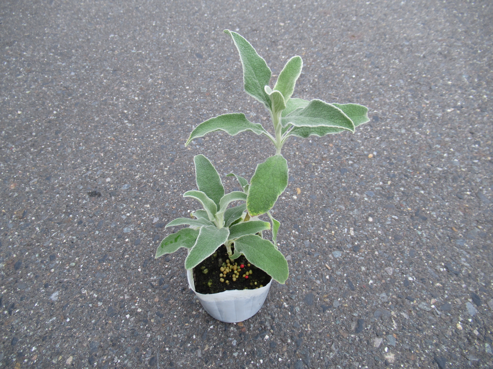 phlomis004