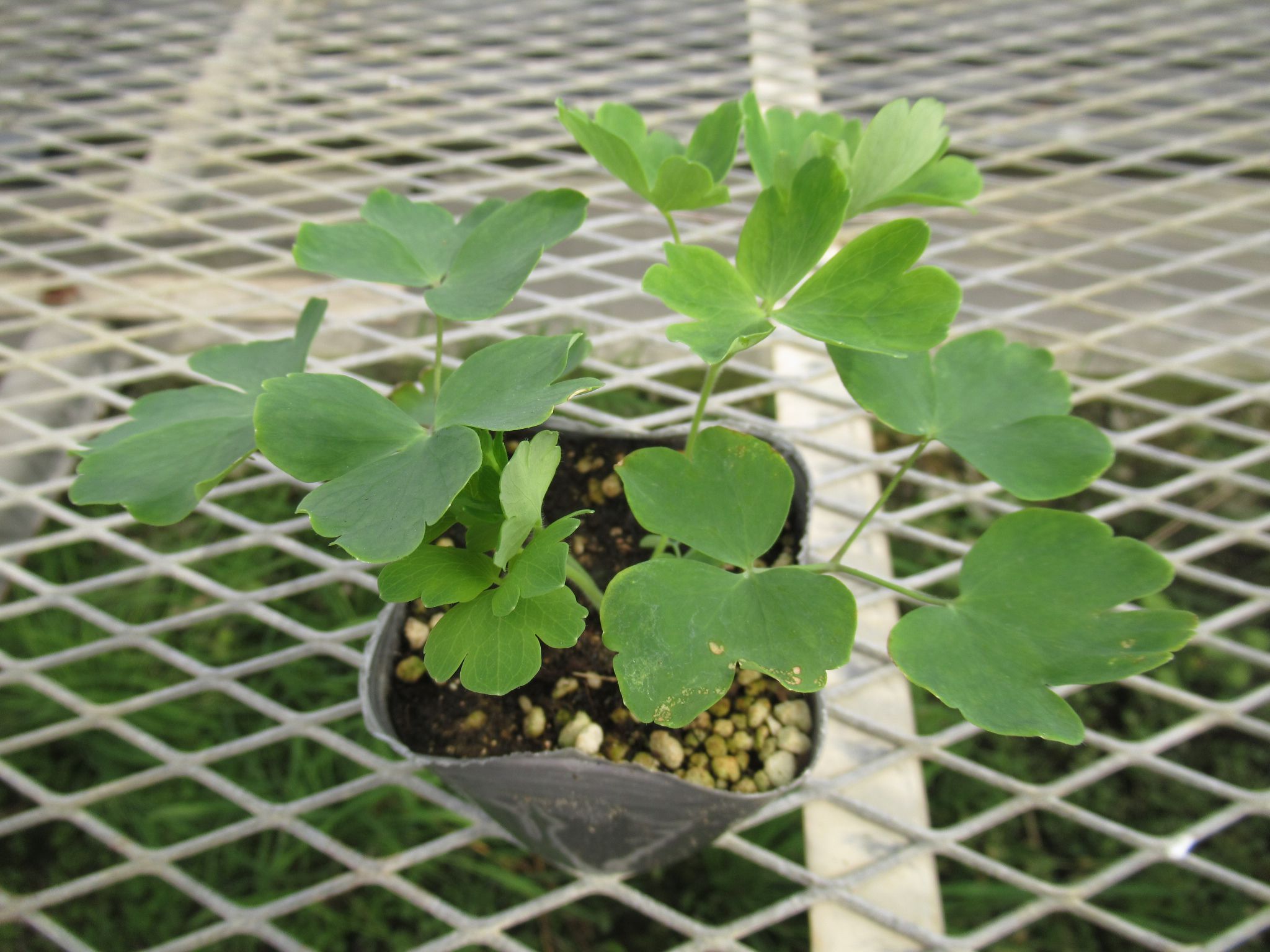 Aquilegia005