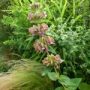 phlomis003