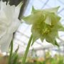 Aquilegia005