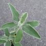 phlomis004