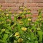 phlomis004