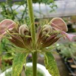 phlomis003