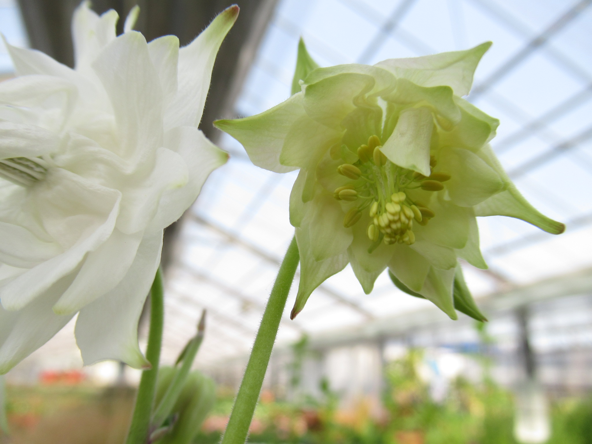 Aquilegia005