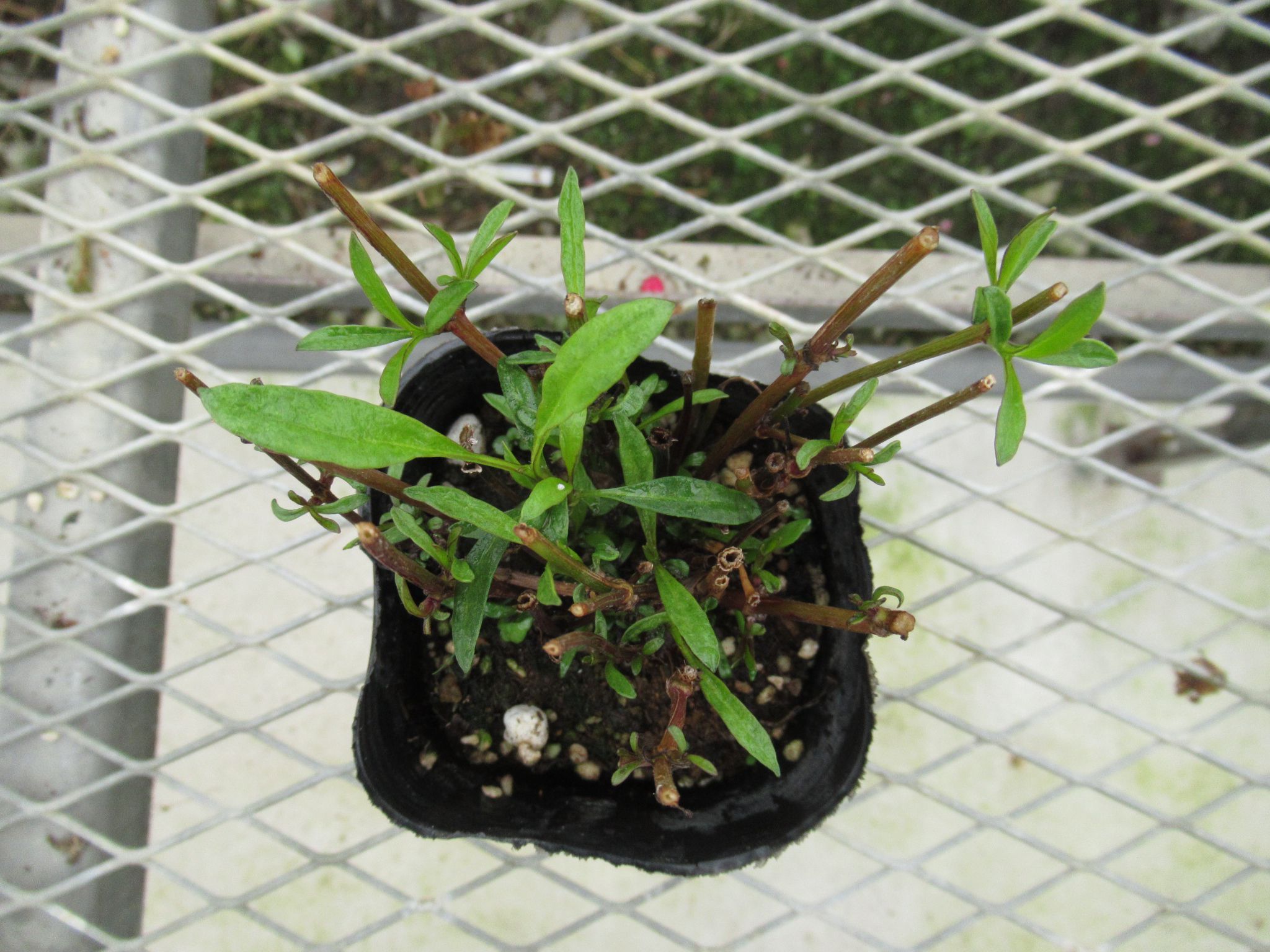 coreopsis002
