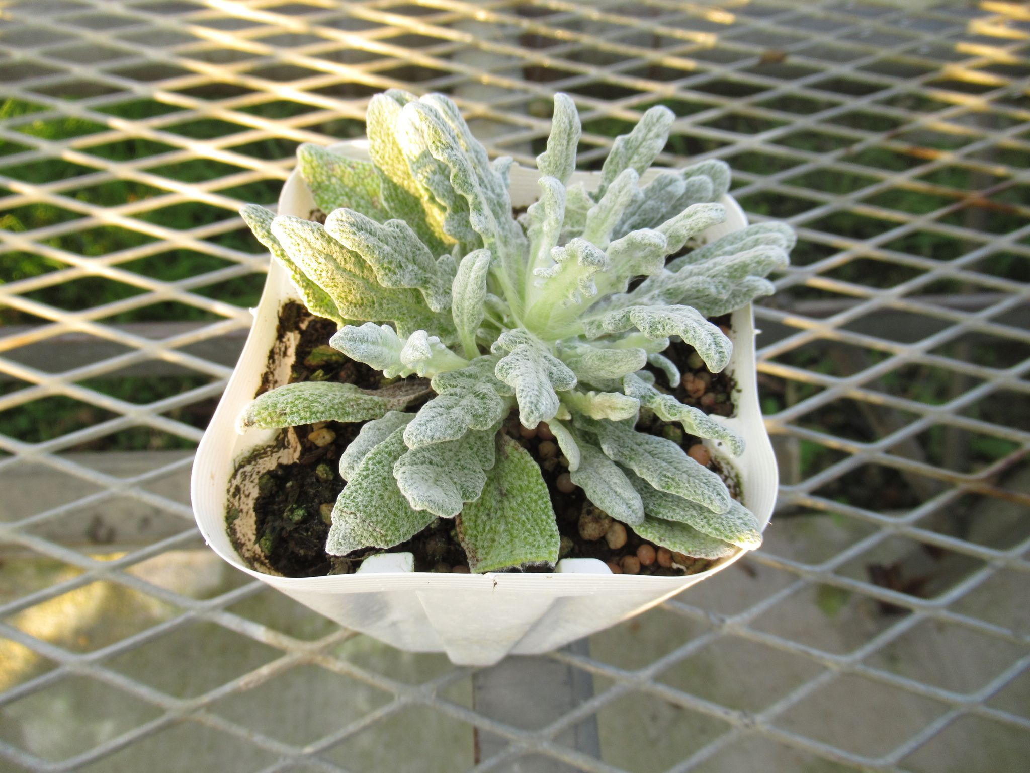 salvia011