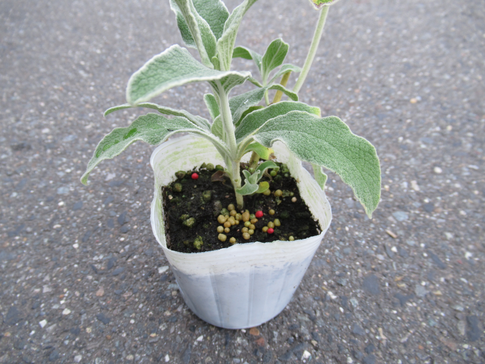 phlomis004