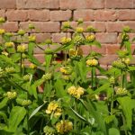 phlomis004