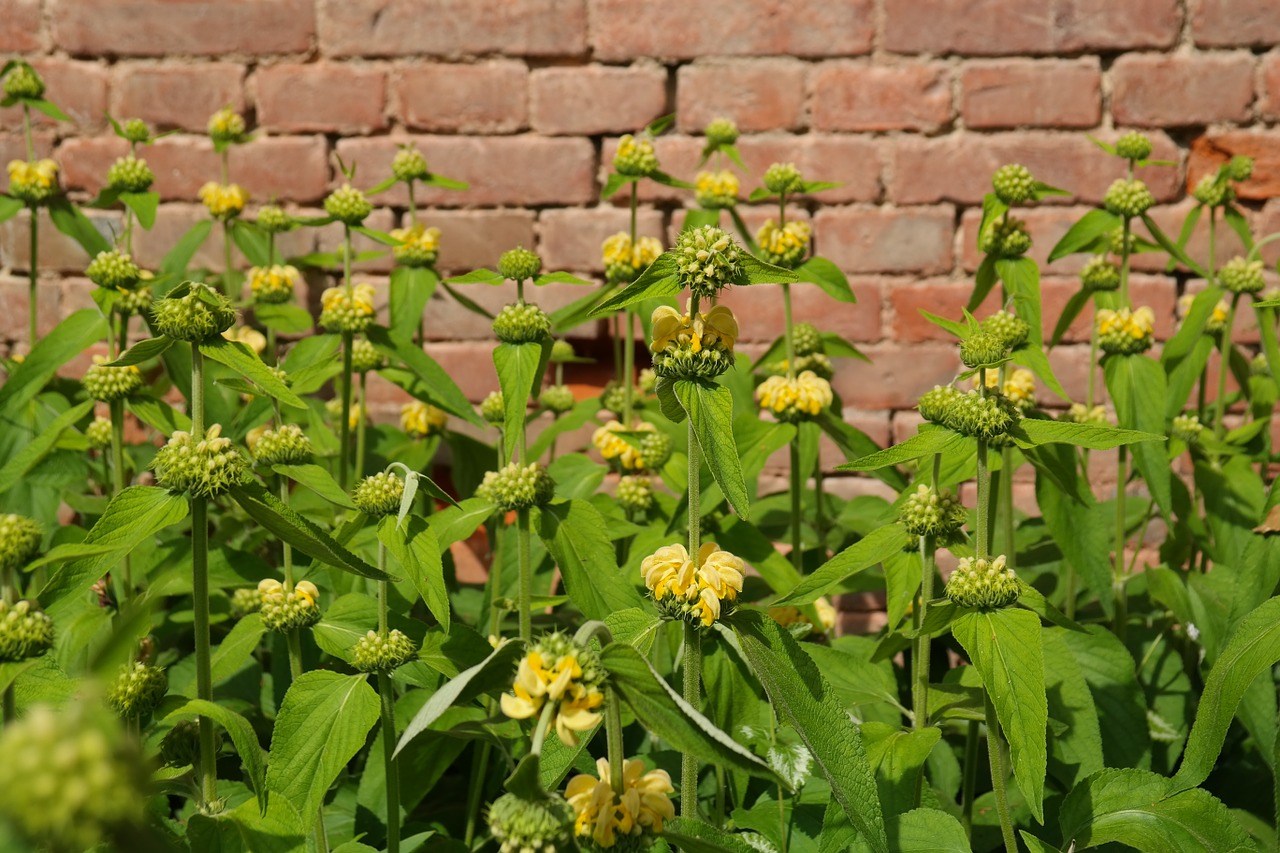 phlomis004